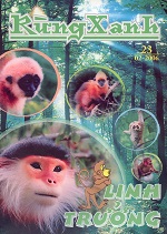 Rừng xanh số 23