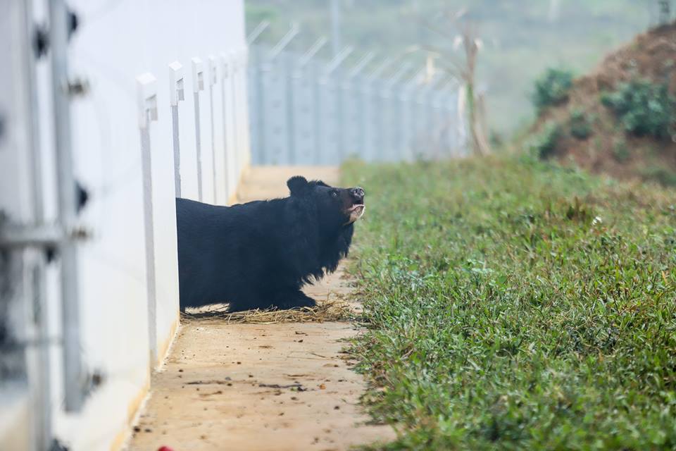 Câu chuyện về bạn gấu có 2 cái tên