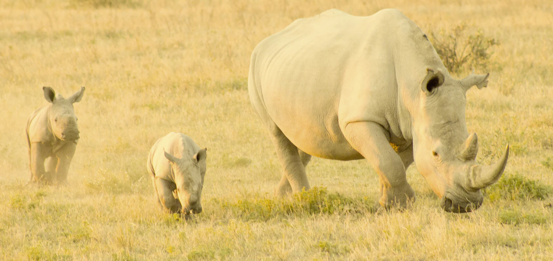 Rhino Protection Campaign