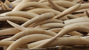 Cameroon thu hơn 600 kg ngà lậu
