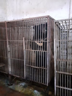 Lạng Sơn: Địa phương thứ 40 trên cả nước không có gấu bị nuôi nhốt lấy mật tại Việt Nam