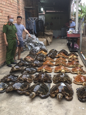 Tây Ninh: Án phạt 22 năm tù cho hai đối tượng buôn bán 39 tiêu bản rùa biển