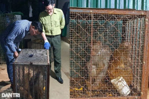 TỰ DO