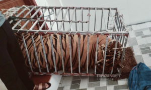 Phát hiện tịch thu 17 cá thể Hổ tại nhà dân tại Nghệ An