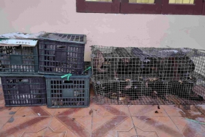 Phát hiện số lượng lớn động vật hoang dã 