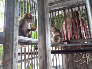 TẠM BIỆT KHỈ, HÃY HẠNH PHÚC Ở NƠI MÀ CẬU THUỘC VỀ!