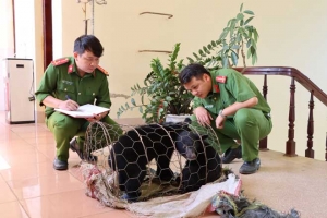 Lai Châu: Vận chuyển gấu con lĩnh án 3 năm tù