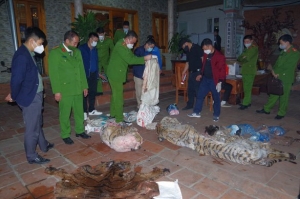 TUYÊN PHẠT CHỦ TỊCH XÃ GIẾT HỔ NẤU CAO TẠI NHÀ 36 THÁNG TÙ