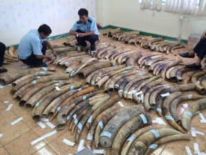 Ngày 17/6: 48 năm tù giam cho 4 đối tượng tội phạm về động vật hoang dã