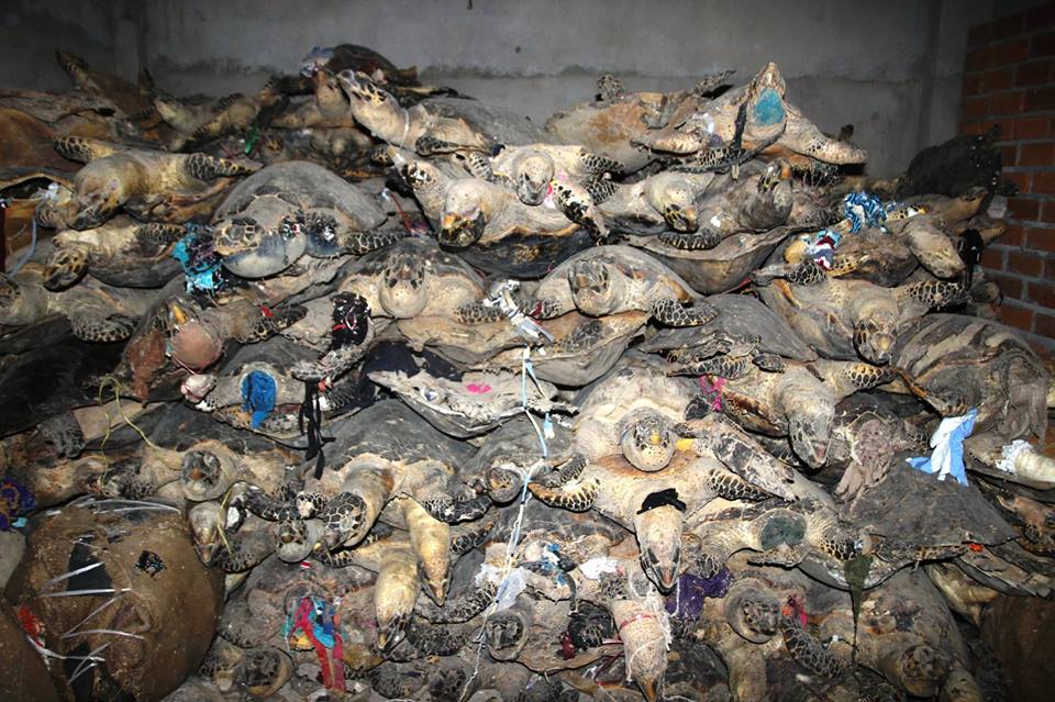 Aggressive penalty of storing thousands of sea turtle bodies