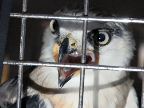 The rare gray-backed bird cuts on a wire in Saigon