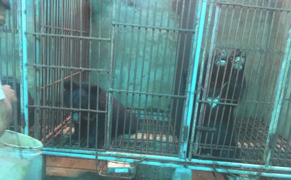 Receiving news of illegal bear farming, coming to check to see ... chickens