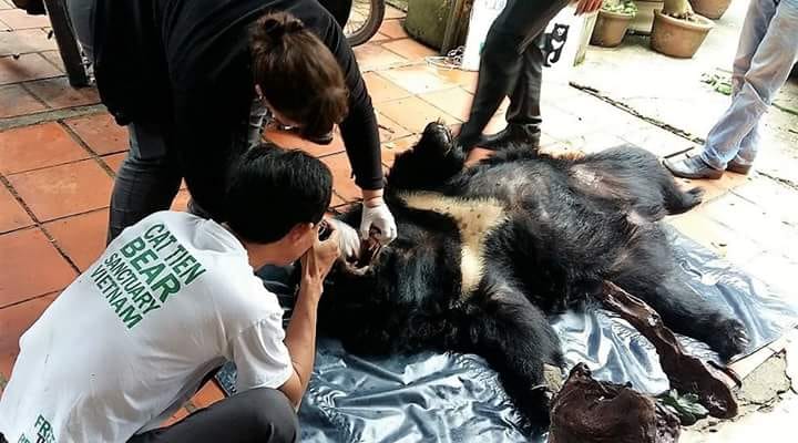 Consecutively rescued two individuals of horse bears in Lam Dong