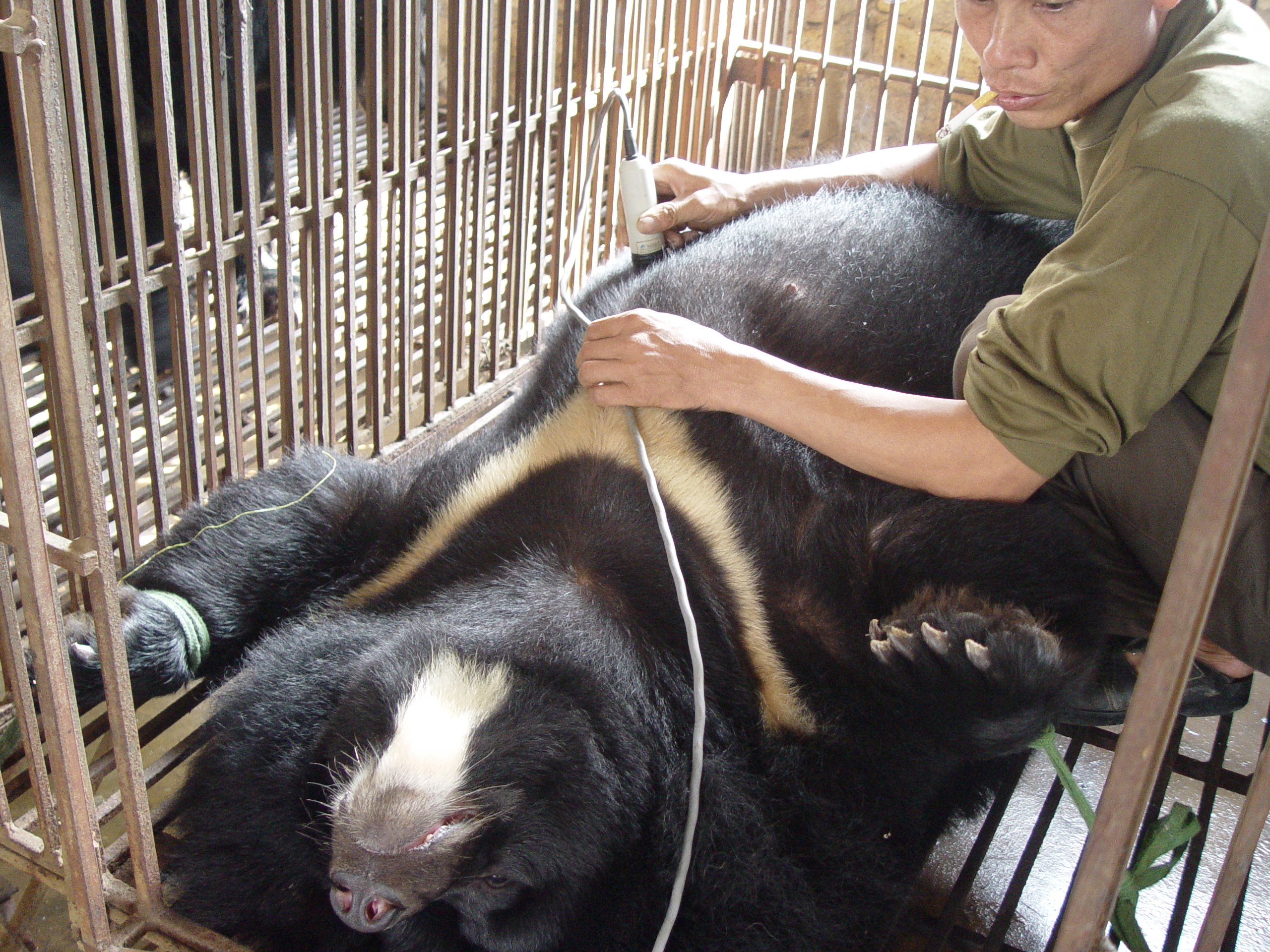 The Ministry of Health has instructed localities to strengthen control of bear bile trade in traditional medicine and pharmacy businesses