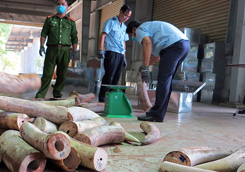 More than 9.2 tons of ivory were arrested at the port of Da Nang