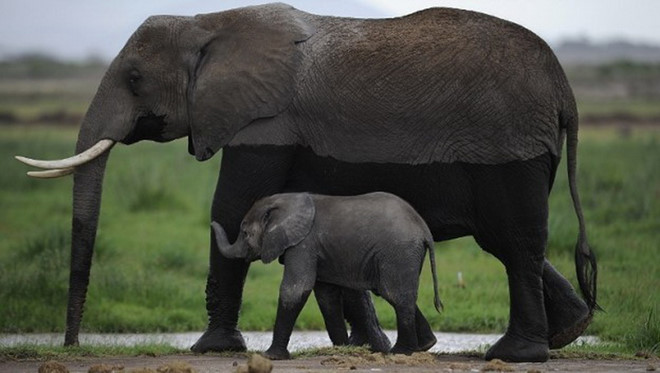 Rhino poachers are snatched by elephants and lions