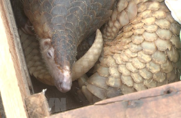 Hung Yen arrested cars illegally transported over 130kg of pangolin