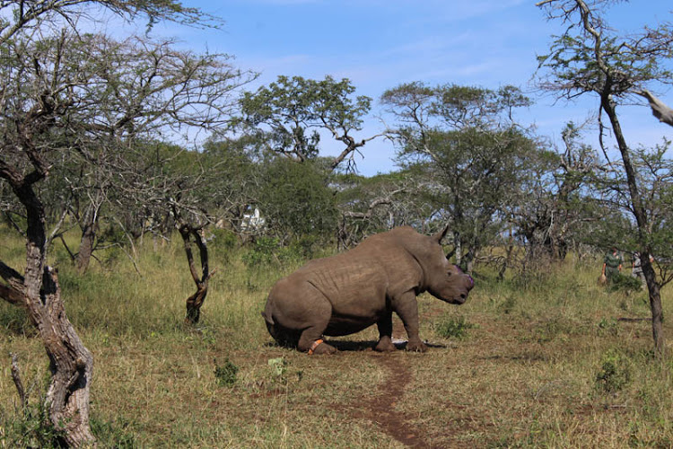 For the first time, rhinos have been poached in South Africa below 1,000
