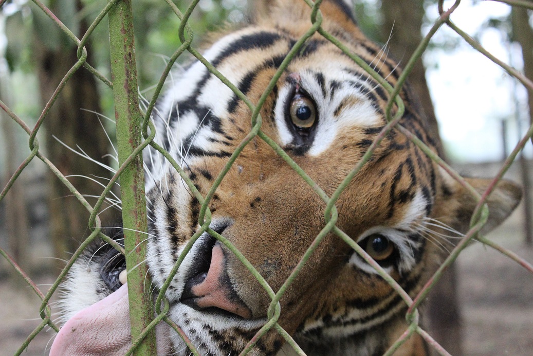 HCMC: Prohibition of officials from giving or accepting gifts related to wildlife