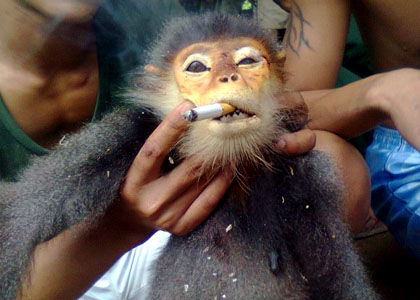  Xử lý nghiêm vụ việc giết voọc chà vá và tung ảnh lên facebook