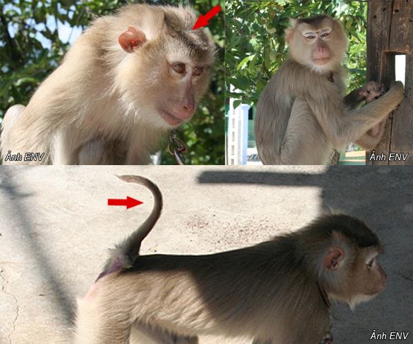  Quảng Ngãi: Thả cá thể khỉ đuôi lợn về tự nhiên