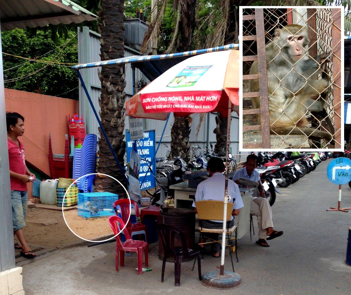  Hồ Chí Minh: Thả cá thể khỉ vàng về khu dự trữ sinh quyển Cần Giờ