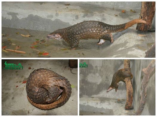  Bình Định: Giải cứu cá thể tê tê quý hiếm