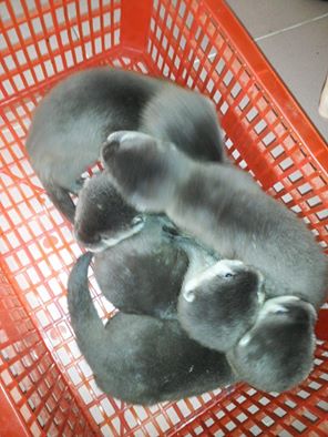  Hồ Chí Minh: 5 cá thể rái cá được giải cứu thành công