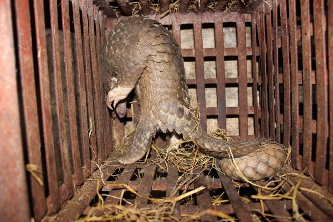  Kinh hoàng lò mổ động vật hoang dã giữa Hà Nội