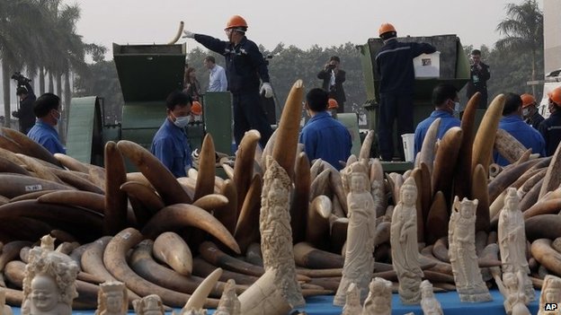  Tiêu hủy ngà voi để chống lại hoạt động buôn bán bất hợp pháp Việt Nam không thể đứng ngoài cuộc!