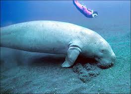  Phát hiện đường dây buôn bán trái phép Dugong tại Phú Quốc