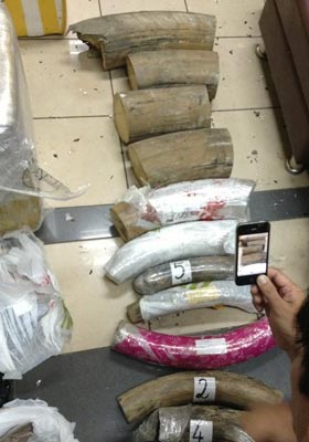  Hà Nội: Tạm giữ hai đối tượng vận chuyển hơn 50 kg ngà voi trái phép qua đường hàng không