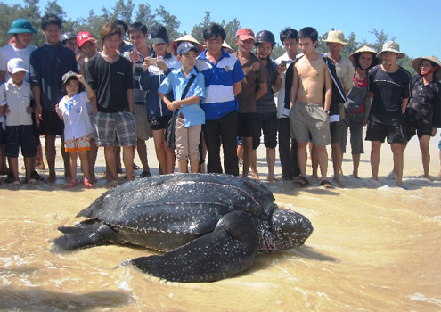  Ngư dân bắt được rùa biển 300 kg