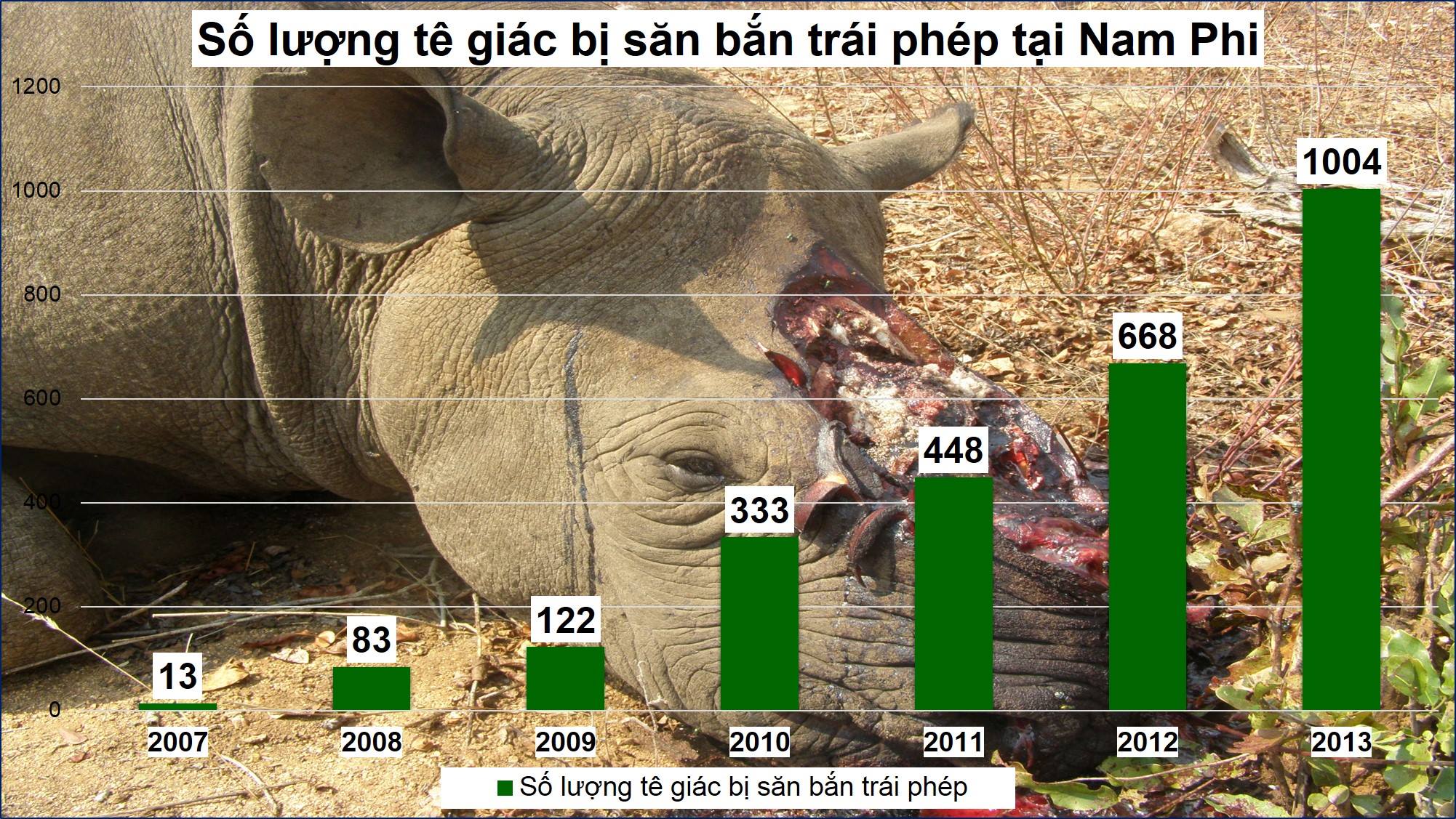  1004 cá thể tê giác bị giết hại trong năm 2013