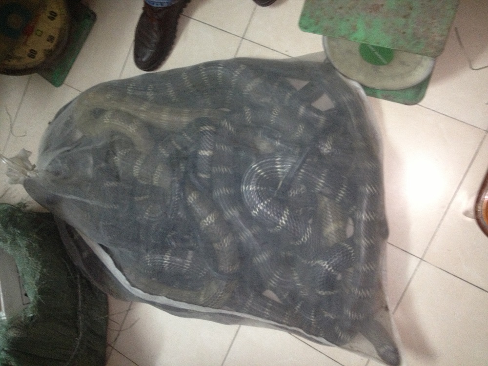  Quảng Ninh: bắt giữ 106 kg rắn hổ mang vận chuyển trái phép trên xe khách
