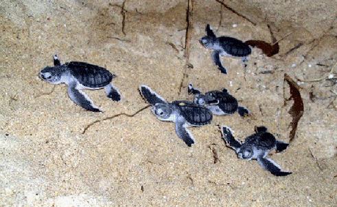  Quy Nhơn: Thả 110 cá thể rùa quý hiếm về biển