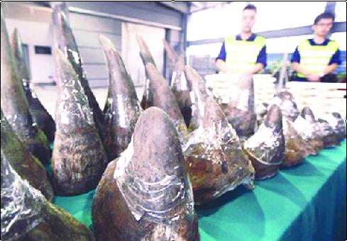  70% số sừng tê giác ở Việt Nam là giả