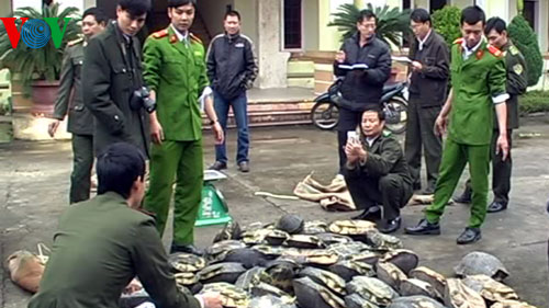  Hà Tĩnh: Bắt vụ vận chuyển 710kg động vật hoang dã