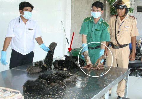  Phát hiện 2 hổ con trên xe khách