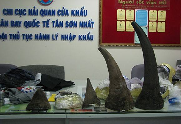  Bắt 13 kg sừng tê giác nhập lậu qua sân bay Tân Sơn Nhất