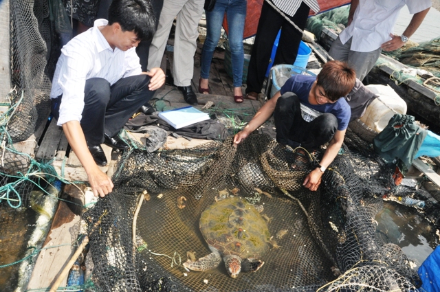  Thả rùa biển về tự nhiên