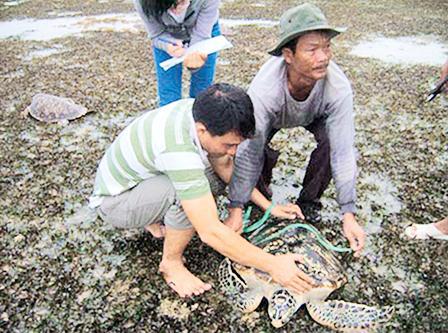  Cứu hộ động vật hoang dã: Cả nước chỉ có một trung tâm cứu hộ đúng nghĩa!