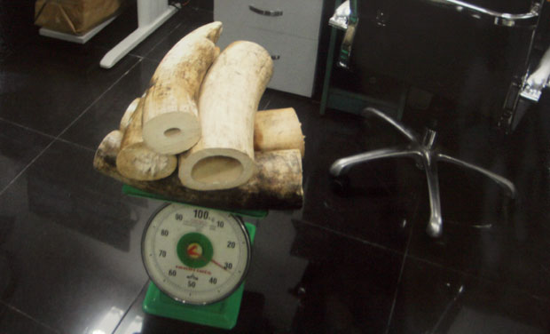  Bàn giao hơn 31kg ngà voi nhập lậu cho công an
