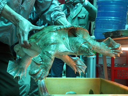  Giải cứu ba ba quý hiếm đang chờ lên bàn nhậu