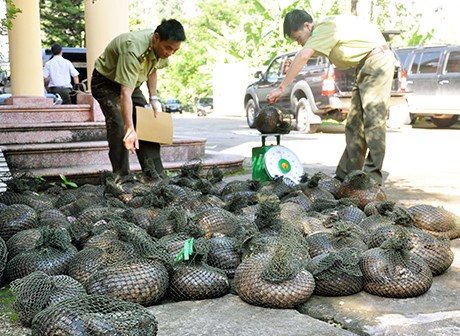  Quảng Ninh: Chuyển giao 187 cá thể tê tê cho Trung tâm cứu hộ ĐVHD và Kỹ thuật bảo vệ rừng 