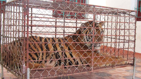 Hổ nuôi nhốt trong nhà dân