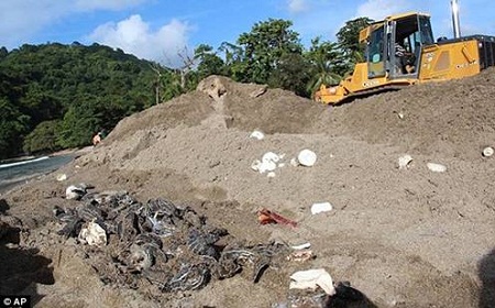  Xôn xao 20.000 trứng loài rùa lớn nhất thế giới bị nghiền nát