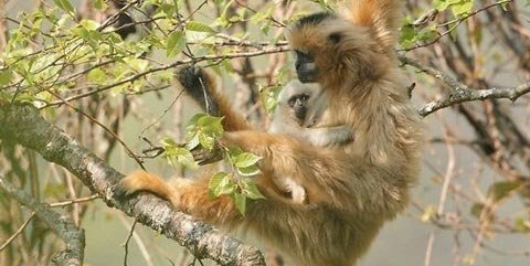 Các loài vượn quý Việt Nam có nguy cơ tuyệt chủng 