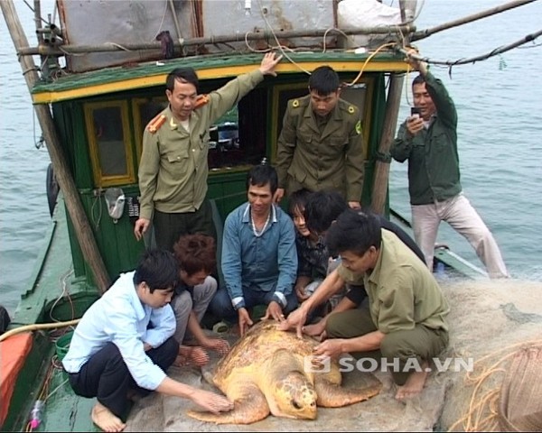  Quảng Ninh: Bắt được rùa biển màu vàng quý hiếm nặng gần 100 kg