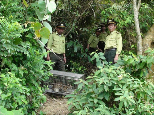  Đà Nẵng: Thả 24 cá thể cầy vòi hương về tự nhiên